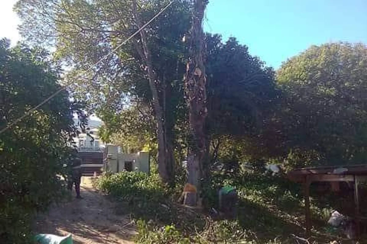 Arborist working a large tree canopy in a Cape Town garden