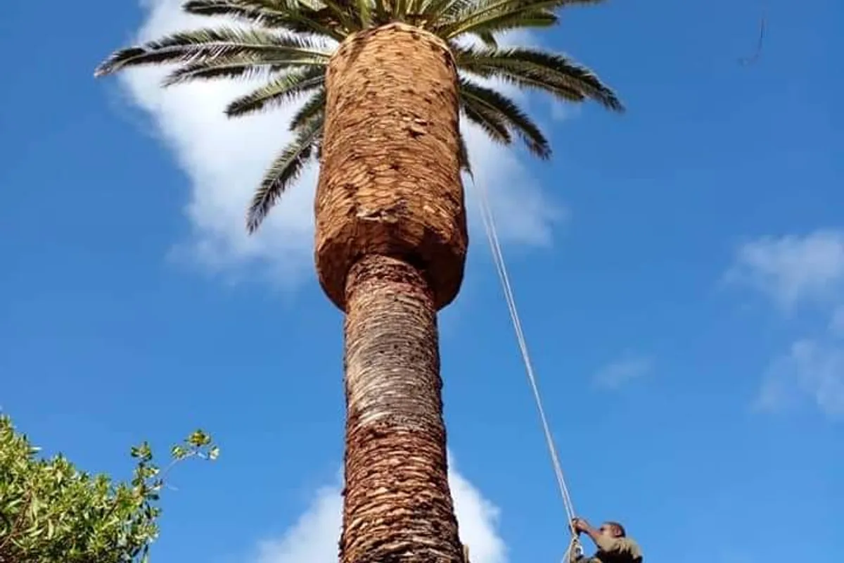 Arboricultural Health & Structural Pruning: A Cape Town Homeowner's Guide for 2026
