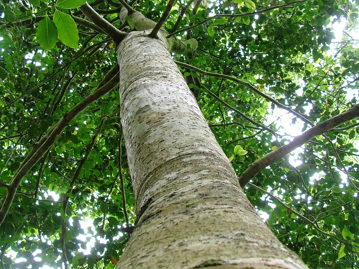 Stinkwood (Ocotea bullata), a protected tree found in the Western Cape