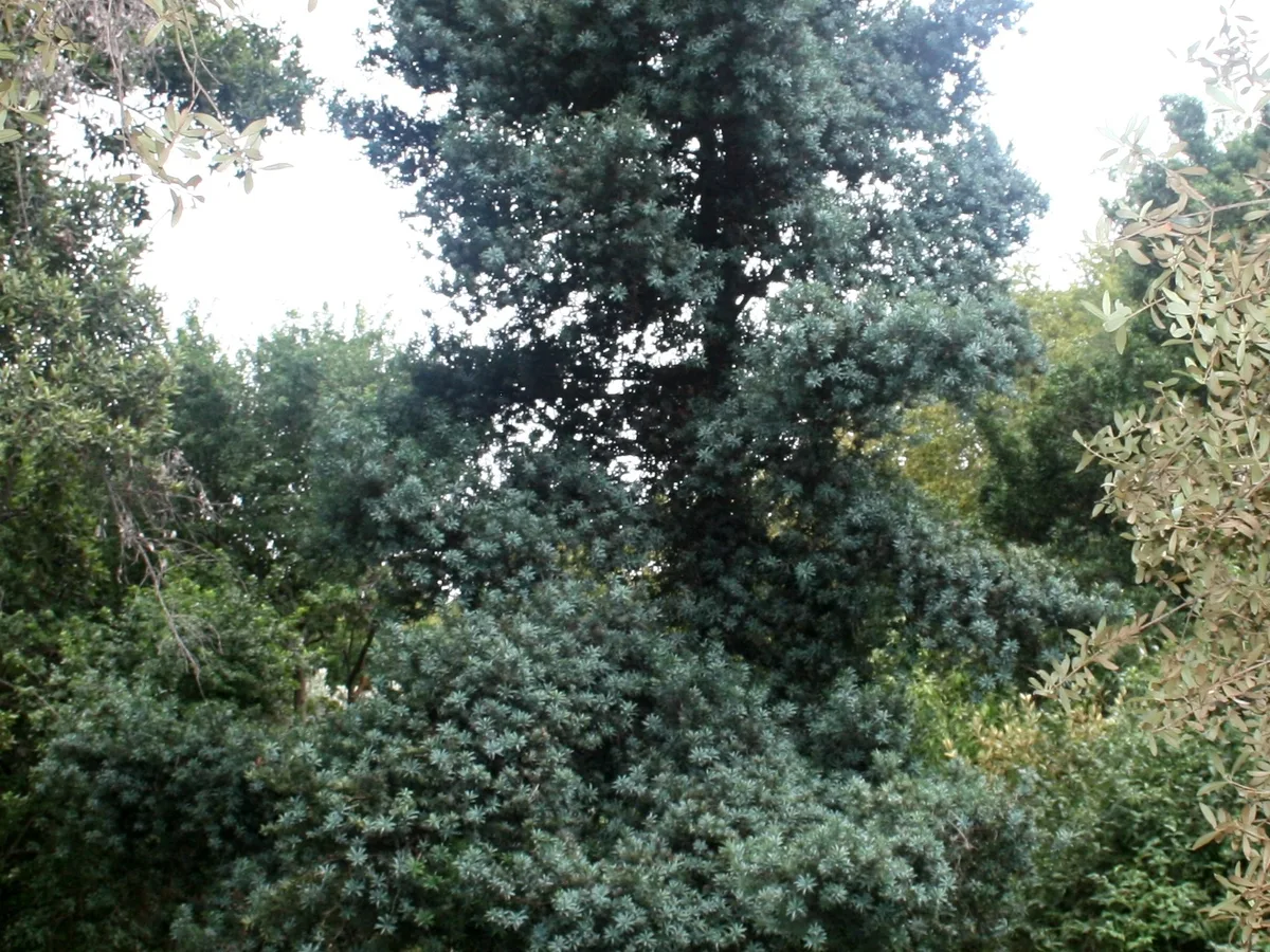 Breede River yellowwood (Podocarpus elongatus), a protected tree found in the Western Cape
