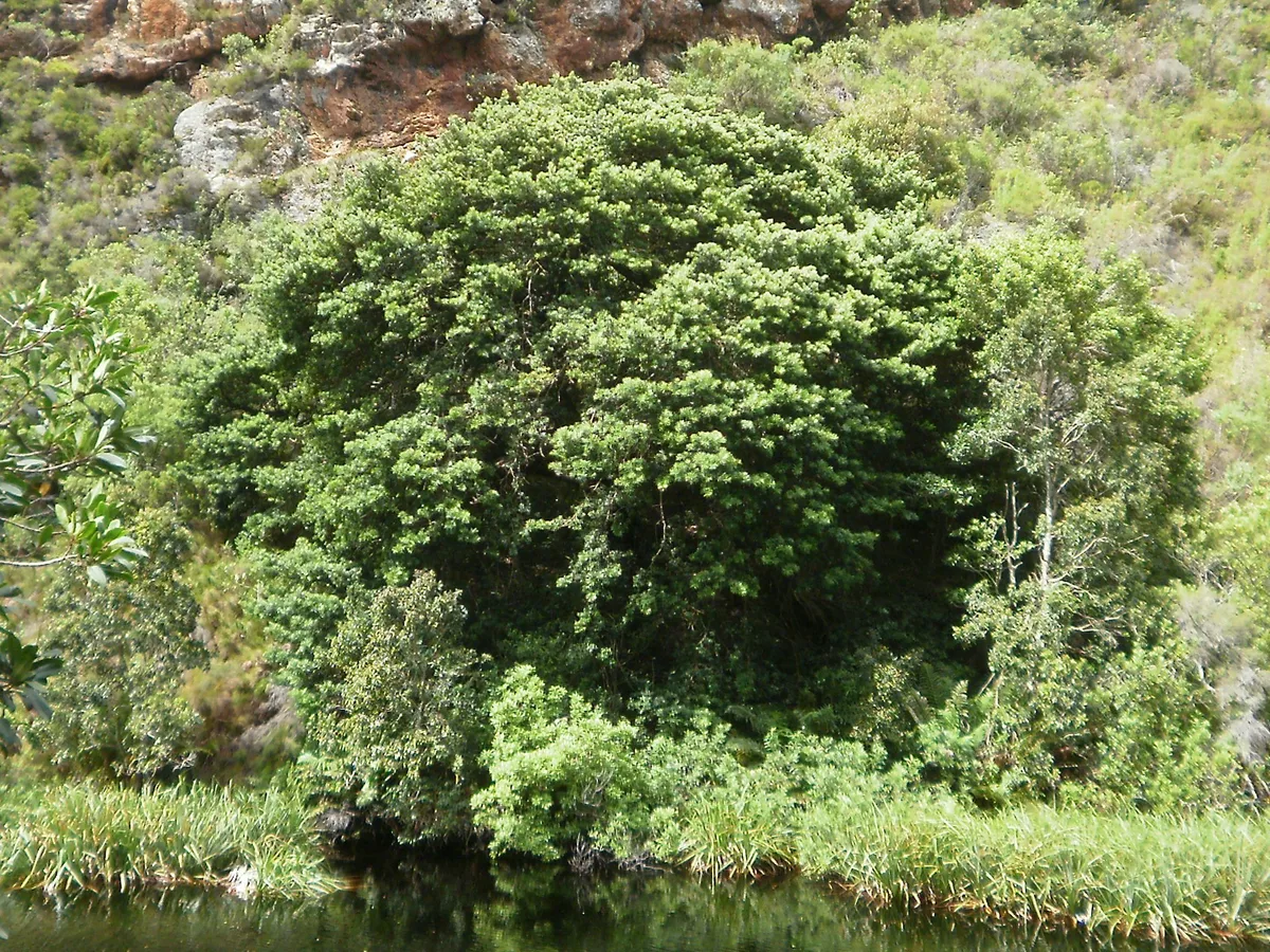 Real yellowwood (Podocarpus latifolius), a protected tree found in the Western Cape