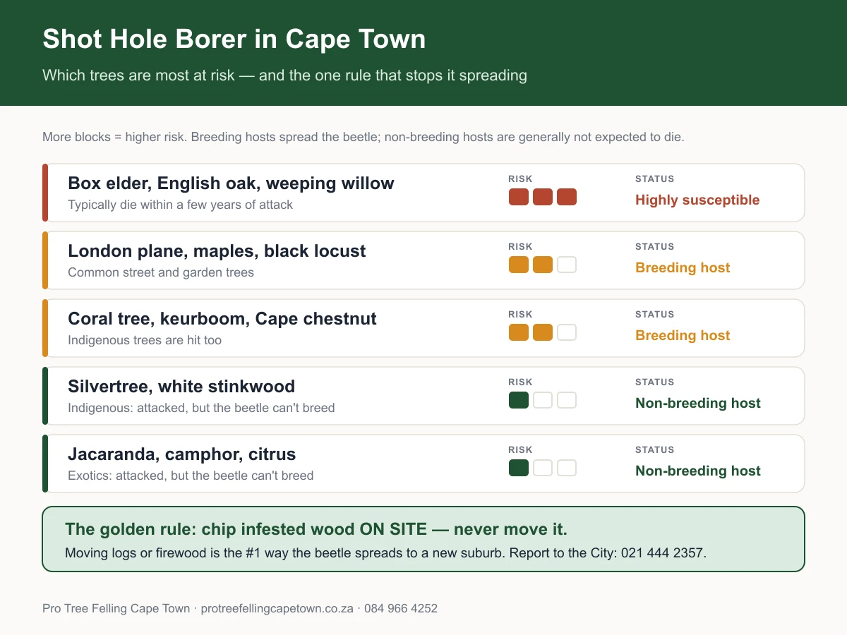 Infographic ranking Cape Town tree species by shot hole borer risk and the on-site chipping rule