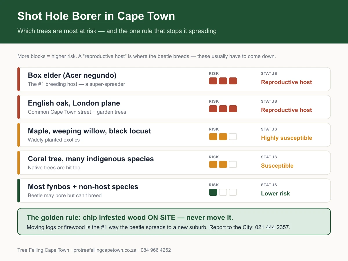 Infographic ranking Cape Town tree species by shot hole borer risk and the on-site chipping rule