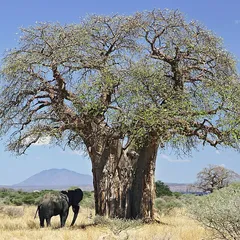 Baobab (Adansonia digitata)