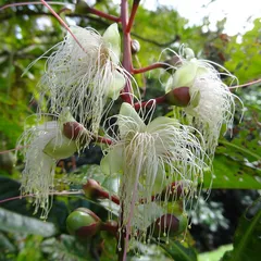 Powder-puff tree (Barringtonia racemosa)