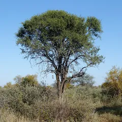 Shepherd's tree (Boscia albitrunca)