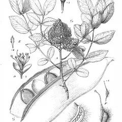 Msasa (Brachystegia spiciformis)