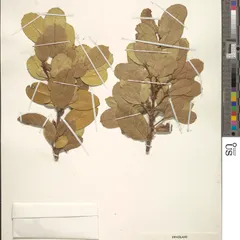 Swazi onionwood (Cassipourea swaziensis)