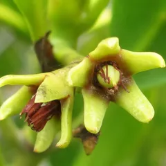 Indian mangrove (Ceriops tagal)