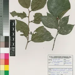 Pondo weeping thorn (Colubrina nicholsonii)