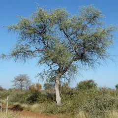 Leadwood (Combretum imberbe)