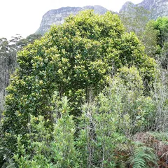 Assegai (Curtisia dentata)