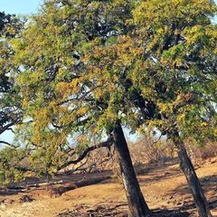 Jackal-berry (Diospyros mespiliformis)