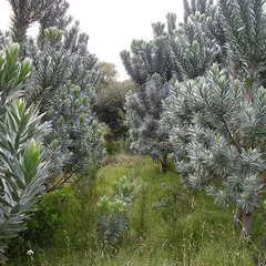 Silver tree (Leucadendron argenteum)