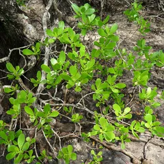 Tonga mangrove (Lumnitzera racemosa)