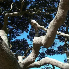 Coastal red milkwood (Mimusops caffra)