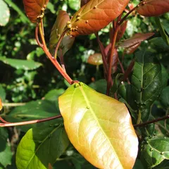 Stinkwood (Ocotea bullata)