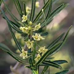 Gariep resin tree (Ozoroa namaquensis)