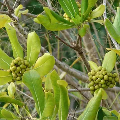 Cheesewood (Pittosporum viridiflorum)