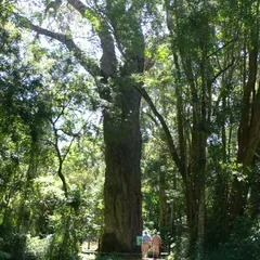 Outeniqua yellowwood (Podocarpus falcatus (Afrocarpus falcatus))