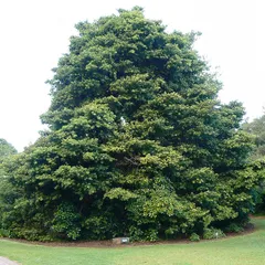 Real yellowwood (Podocarpus latifolius)