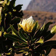 Saddleback sugarbush (Protea comptonii)