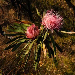 Serpentine sugarbush (Protea curvata)