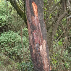 Red stinkwood (Prunus africana)