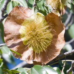 Wild teak (Kiaat) (Pterocarpus angolensis)