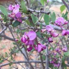 Violet tree (Securidaca longepedunculata)