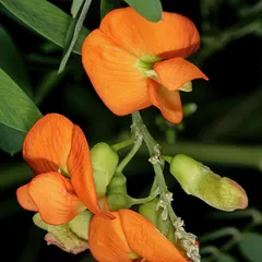 Pondo poison pea (Tephrosia pondoensis)