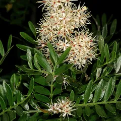 Umtiza (Umtiza listeriana)