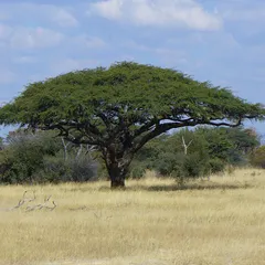 Camel thorn (Vachellia erioloba)