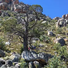 Clanwilliam cedar (Widdringtonia cedarbergensis)