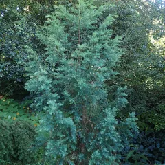 Willowmore cedar (Widdringtonia schwarzii)