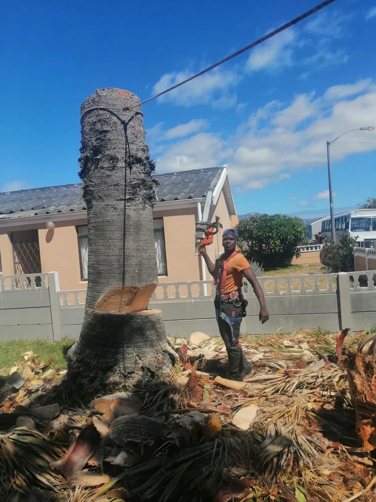Worker beside a partly-felled palm with a clear notch cut