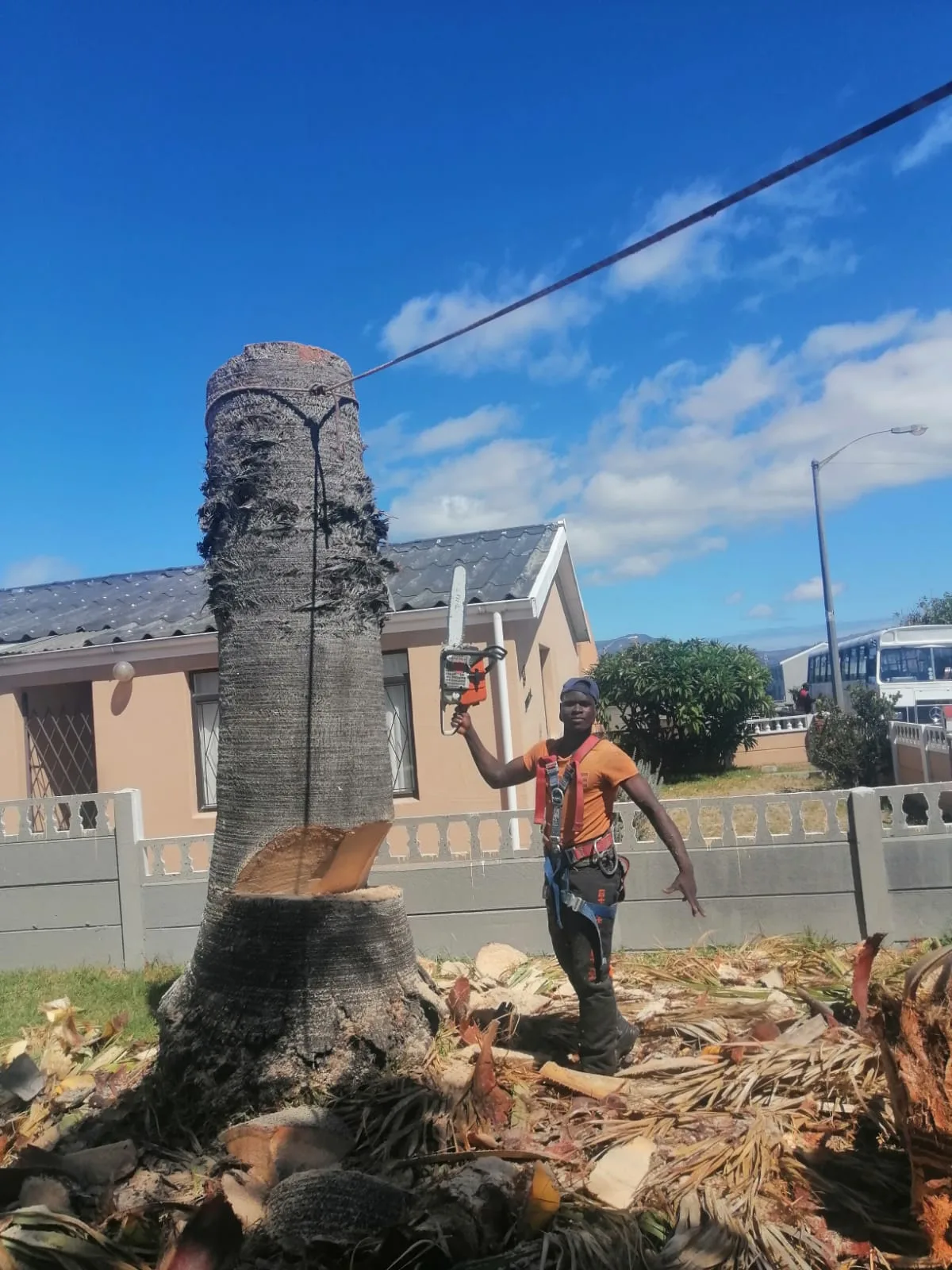 Arborist mid-removal beside a notched palm trunk on a Cape Town street