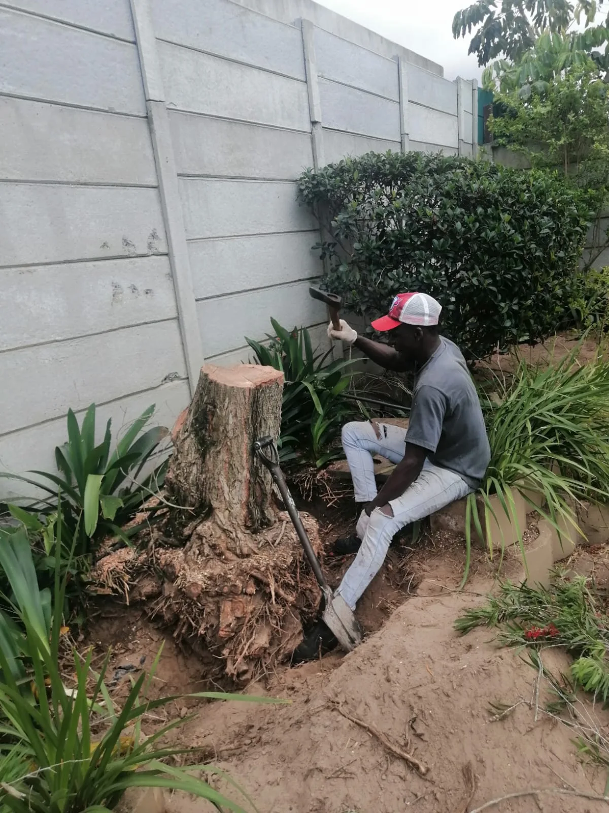 Worker digging out a tree stump's root ball
